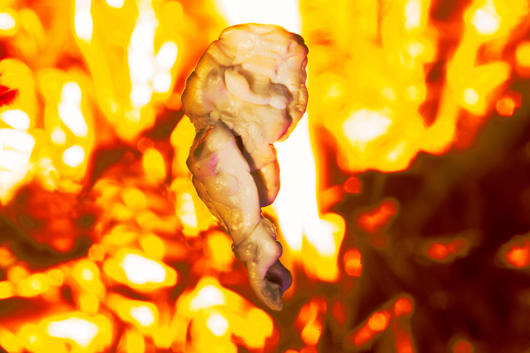 How do others feed their families, I know how much I spend.
photograph
chewed gum
20" x 30"
2023 : CHEW ON THIS : Salem Krieger