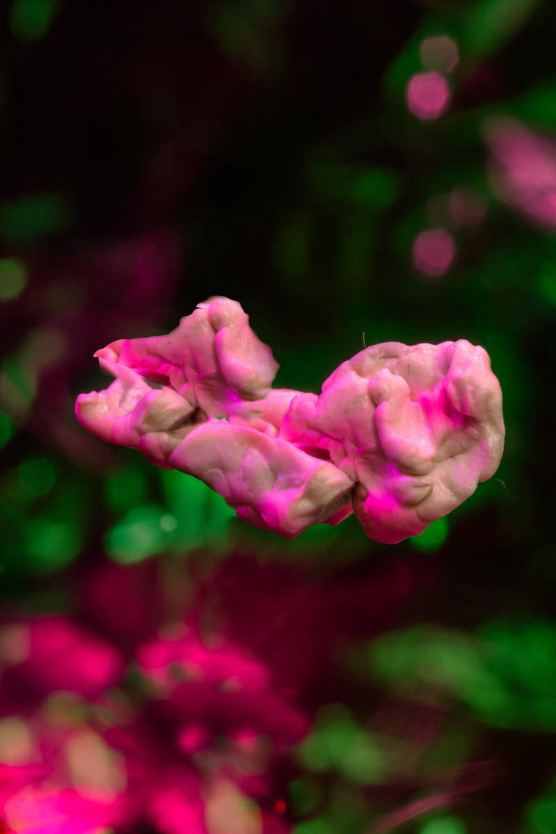 What's for dinner?
photograph
chewed gum
20x30
2023 : CHEW ON THIS : Salem Krieger