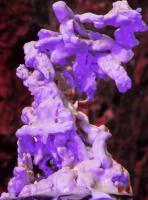 Sugar Free Monument to Useless Thoughts #3
photograph
chewed gum
30" x 40"
2023 - copyright 2024 salem krieger 